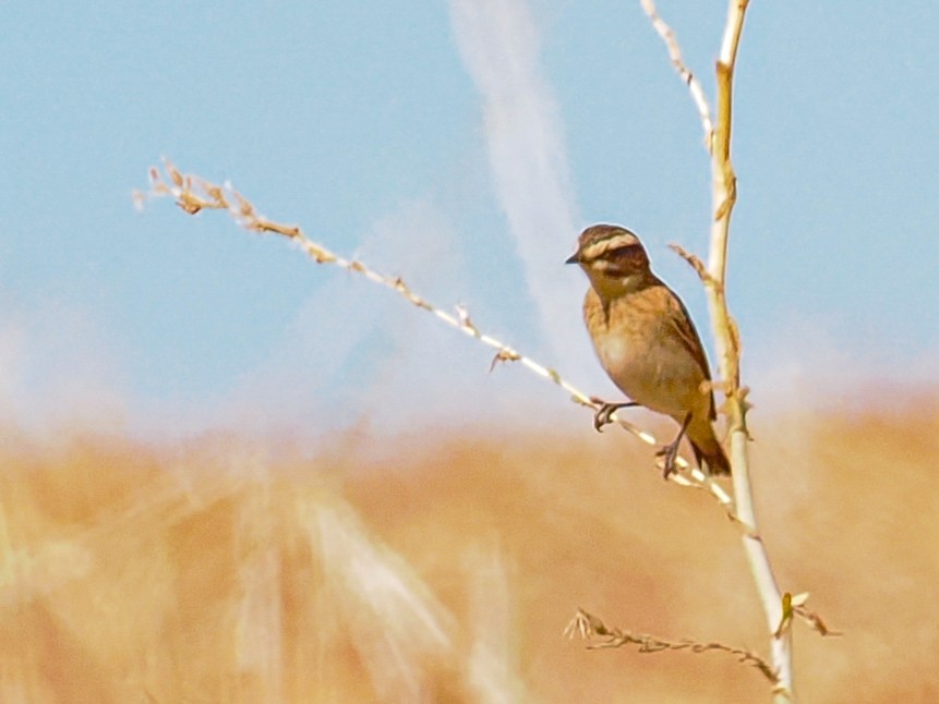 Whinchat - ML646487752