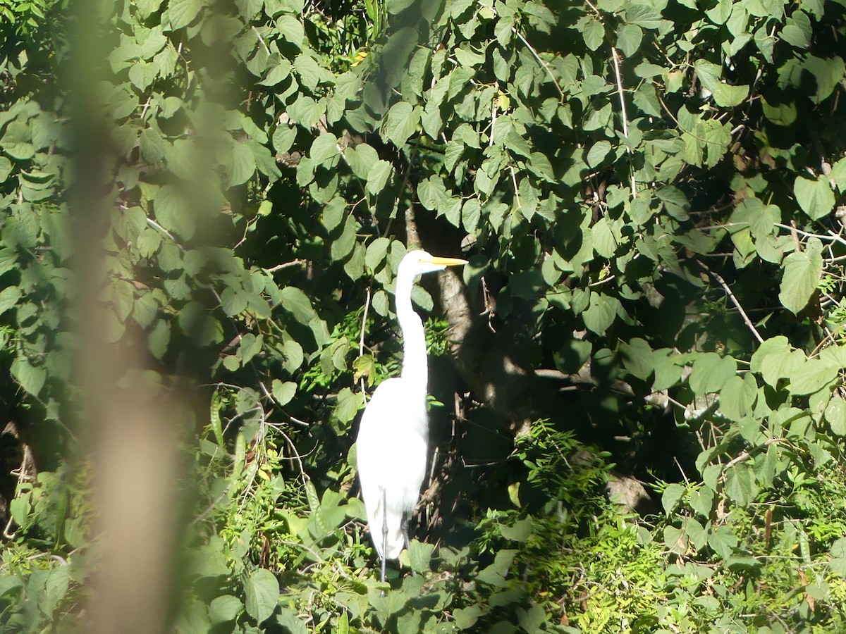 Great Egret - ML646487753