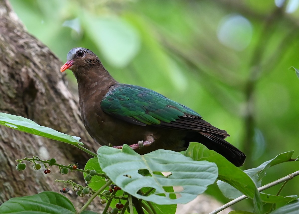 Голуб-зеленокрил індійський - ML646487759