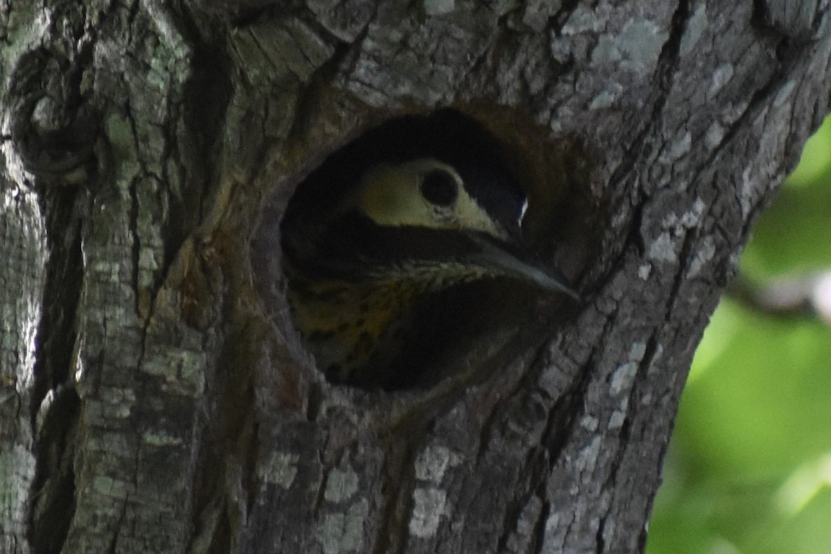 Green-barred Woodpecker - ML646487760