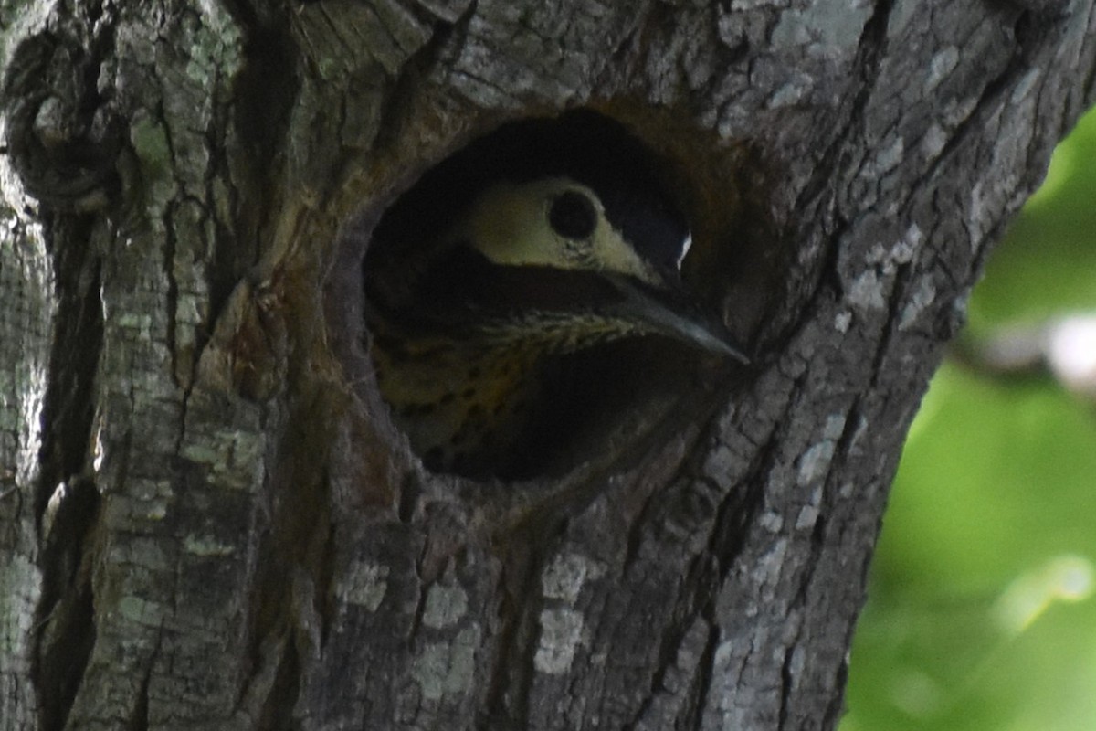Green-barred Woodpecker - ML646487761