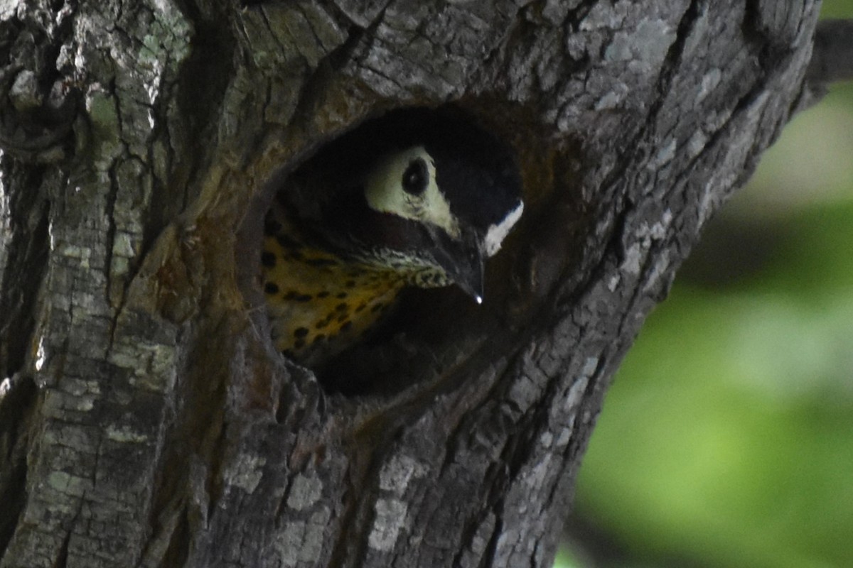 Green-barred Woodpecker - ML646487762