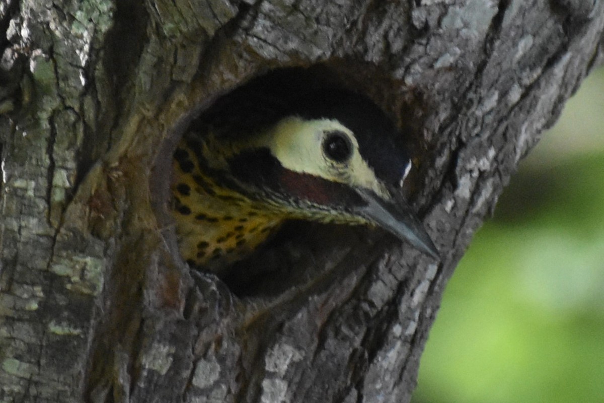 Green-barred Woodpecker - ML646487763