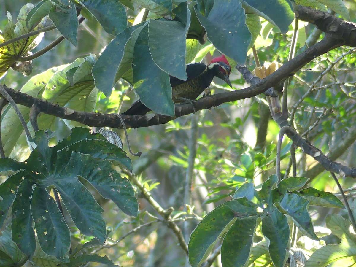 Lineated Woodpecker - ML646487766