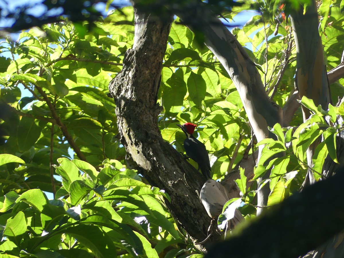 Lineated Woodpecker - ML646487767