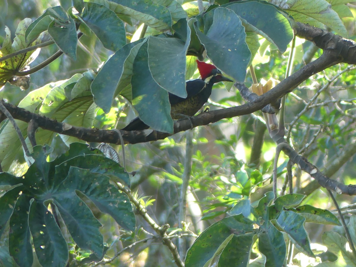 Lineated Woodpecker - ML646487768