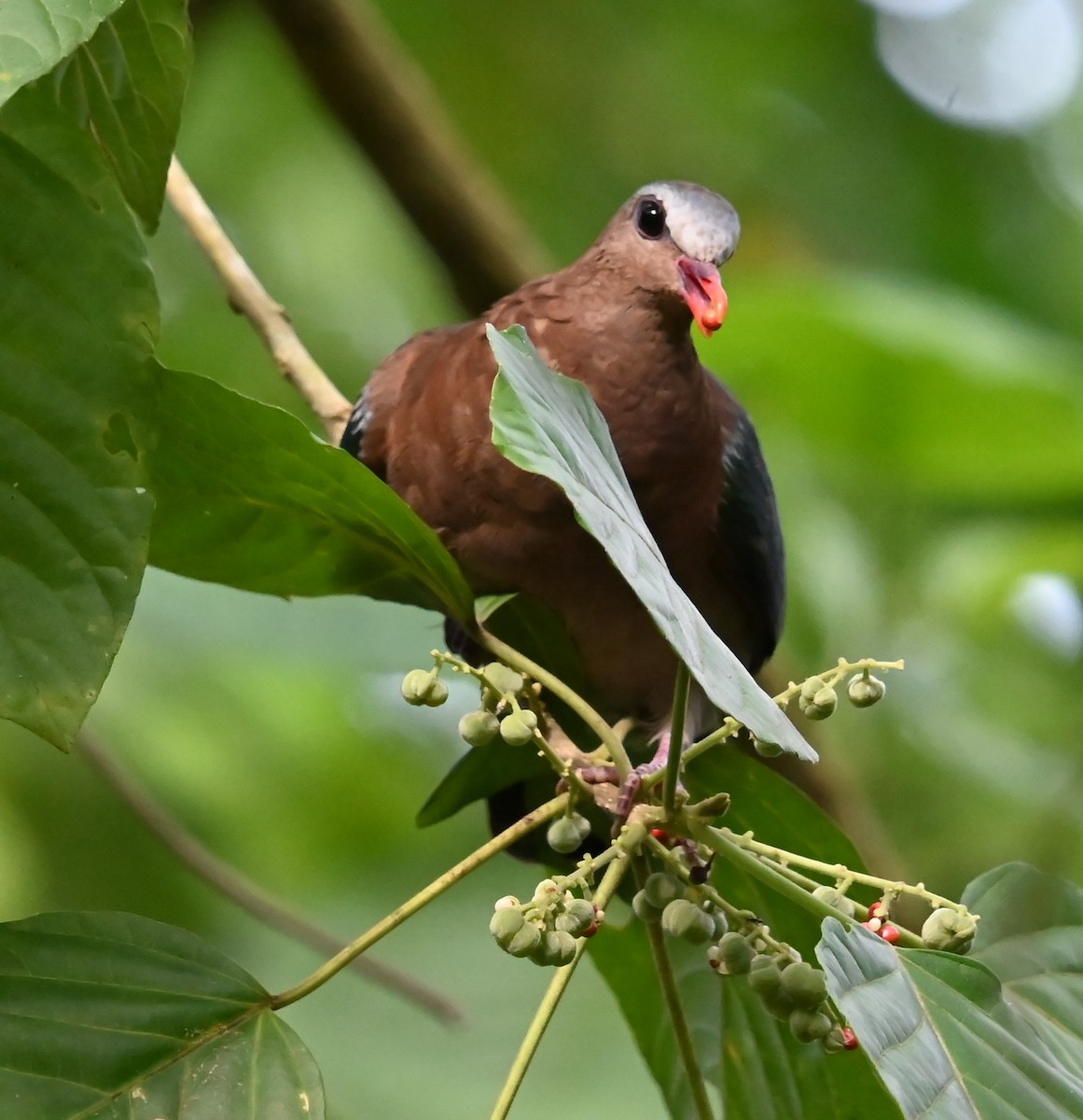 Голуб-зеленокрил індійський - ML646487769