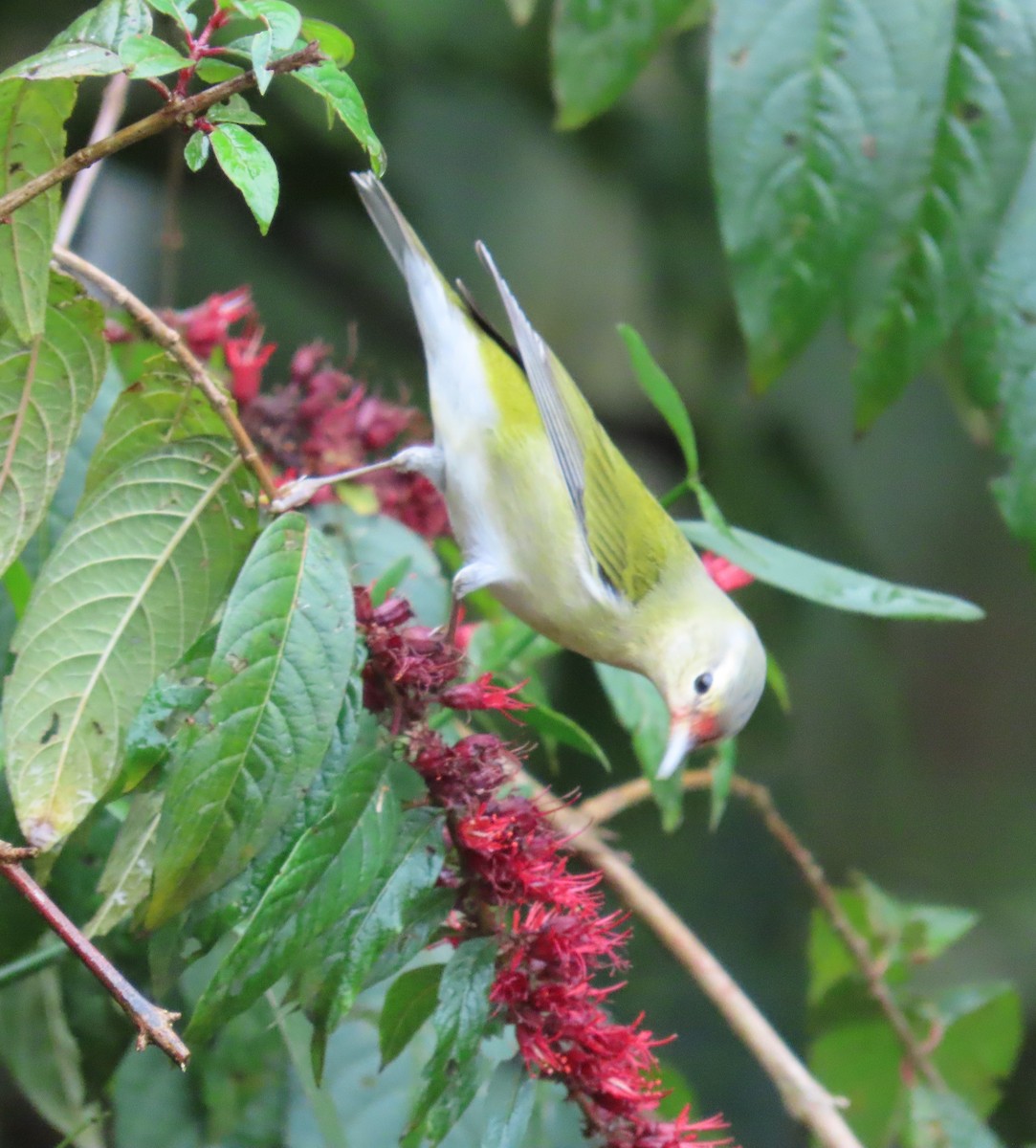 Червоїд світлобровий - ML646487771