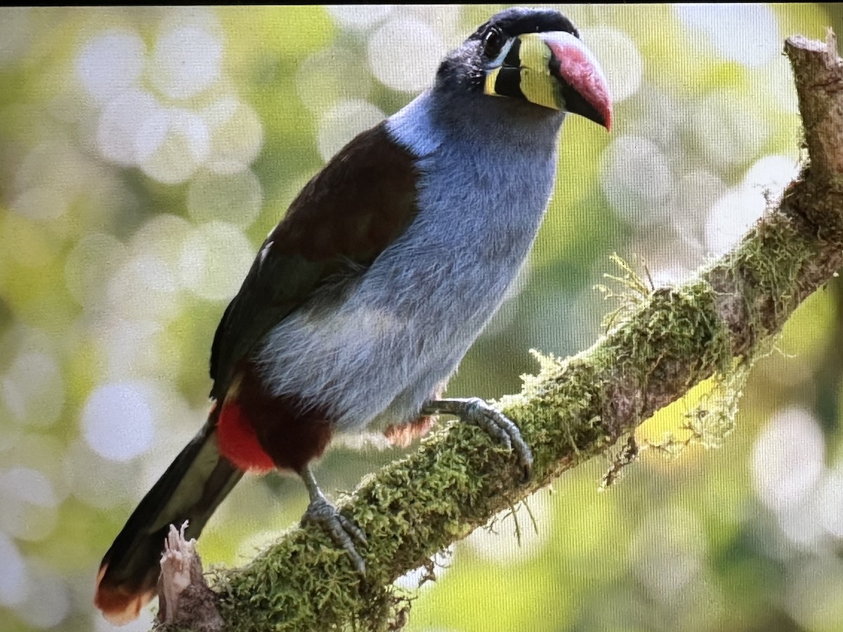 Gray-breasted Mountain-Toucan - ML646487773