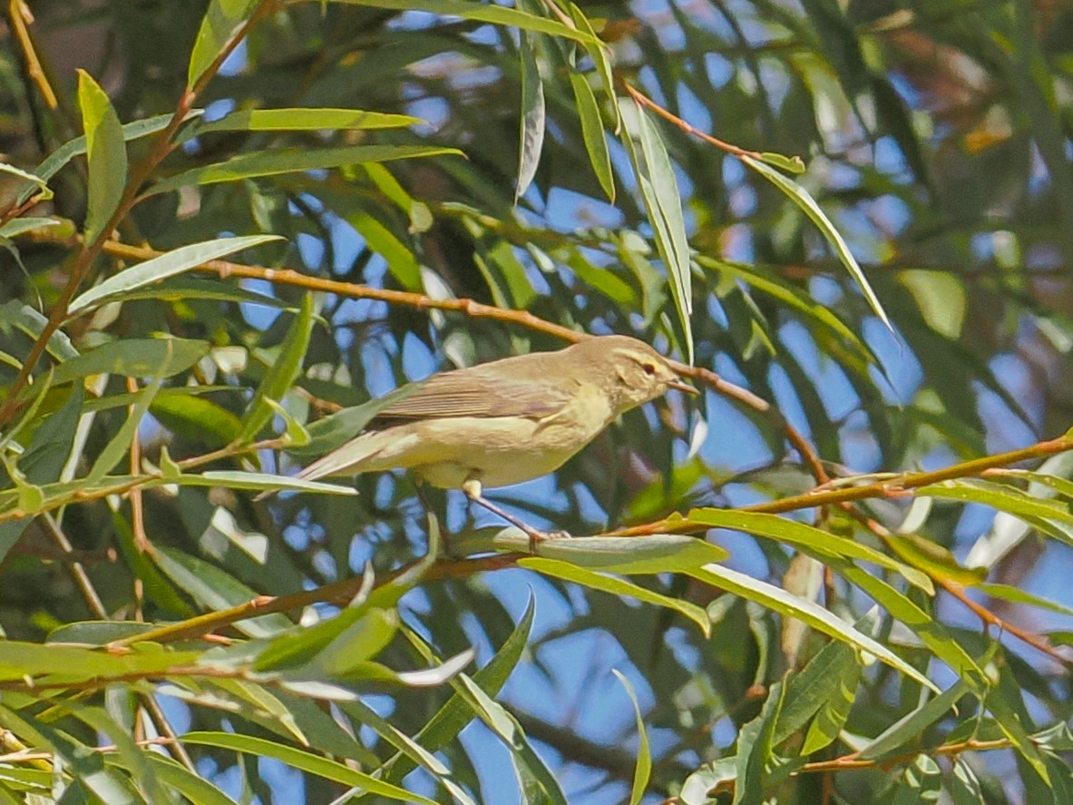 Willow Warbler - ML646487774