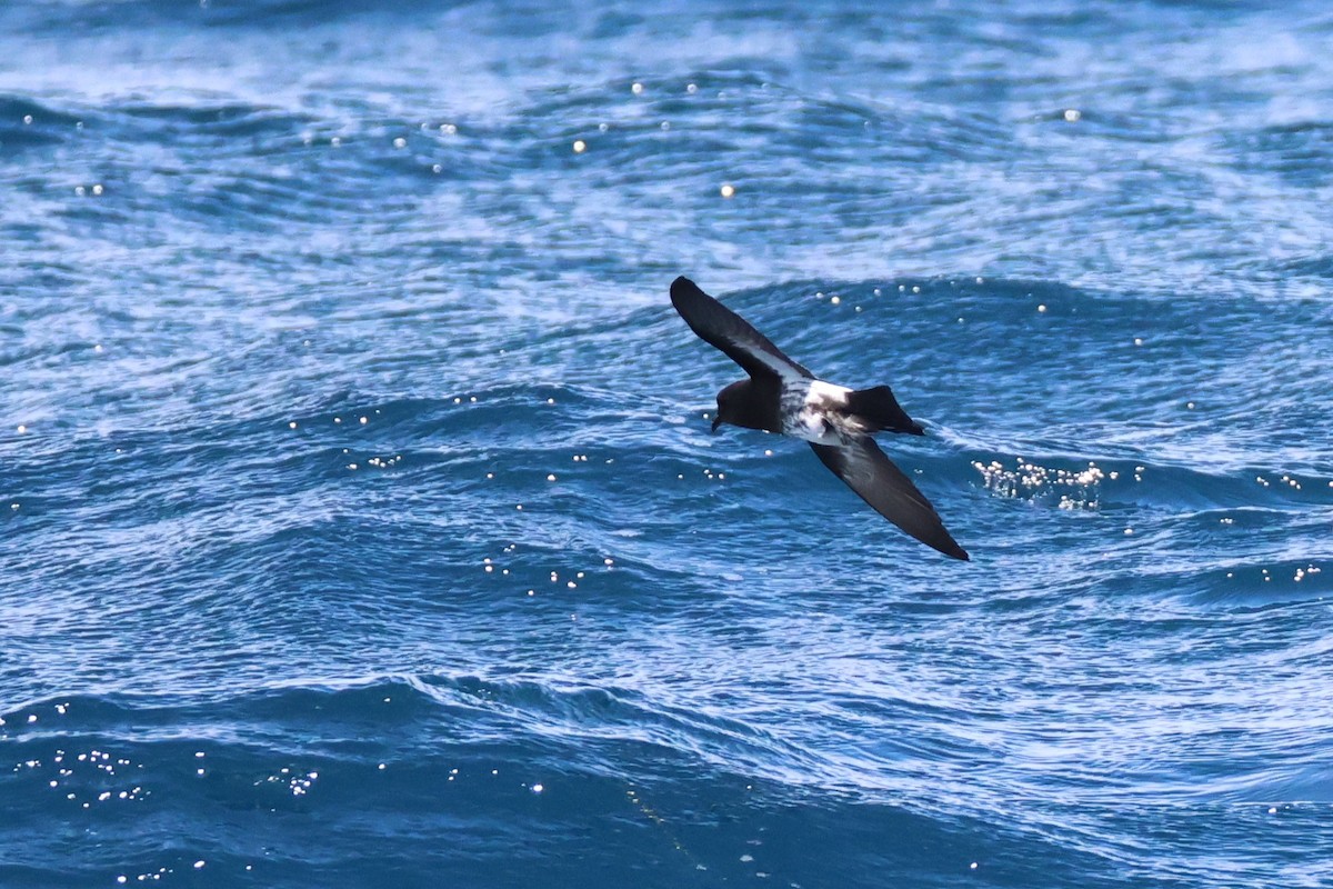 New Zealand Storm-Petrel - ML646487776