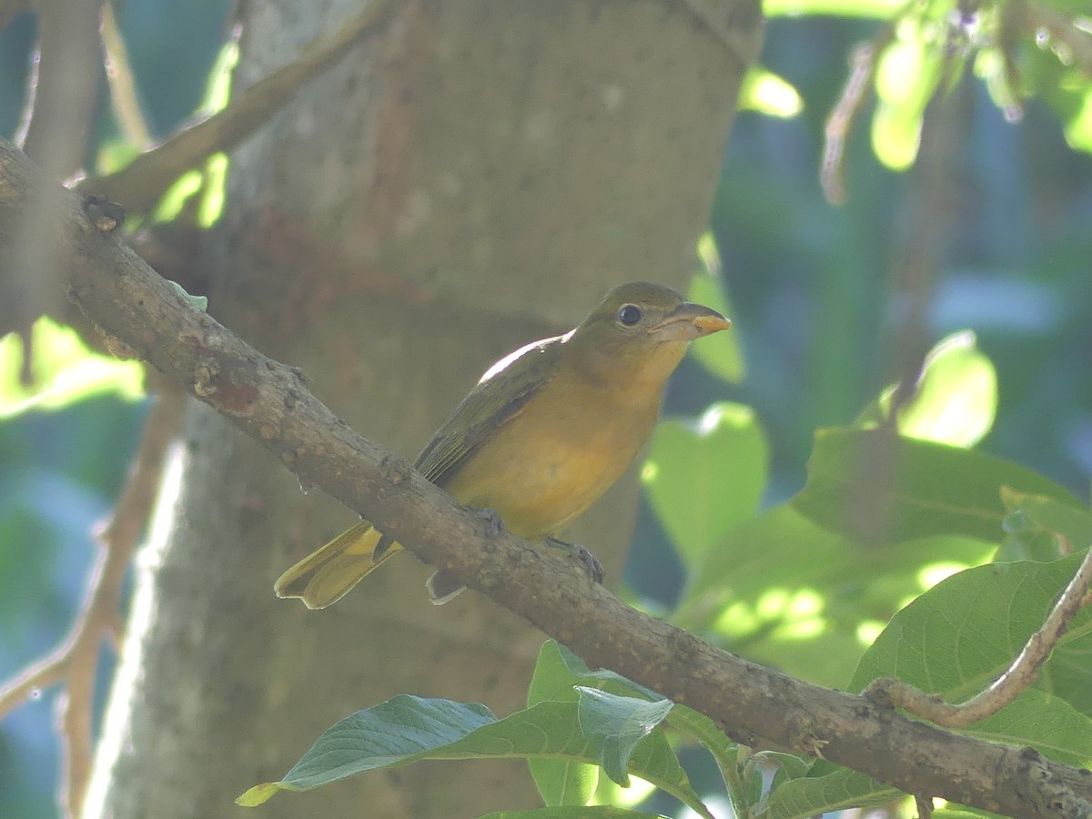 Summer Tanager - ML646487777