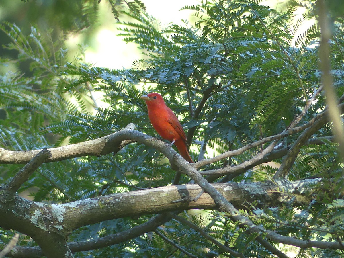 Summer Tanager - ML646487778