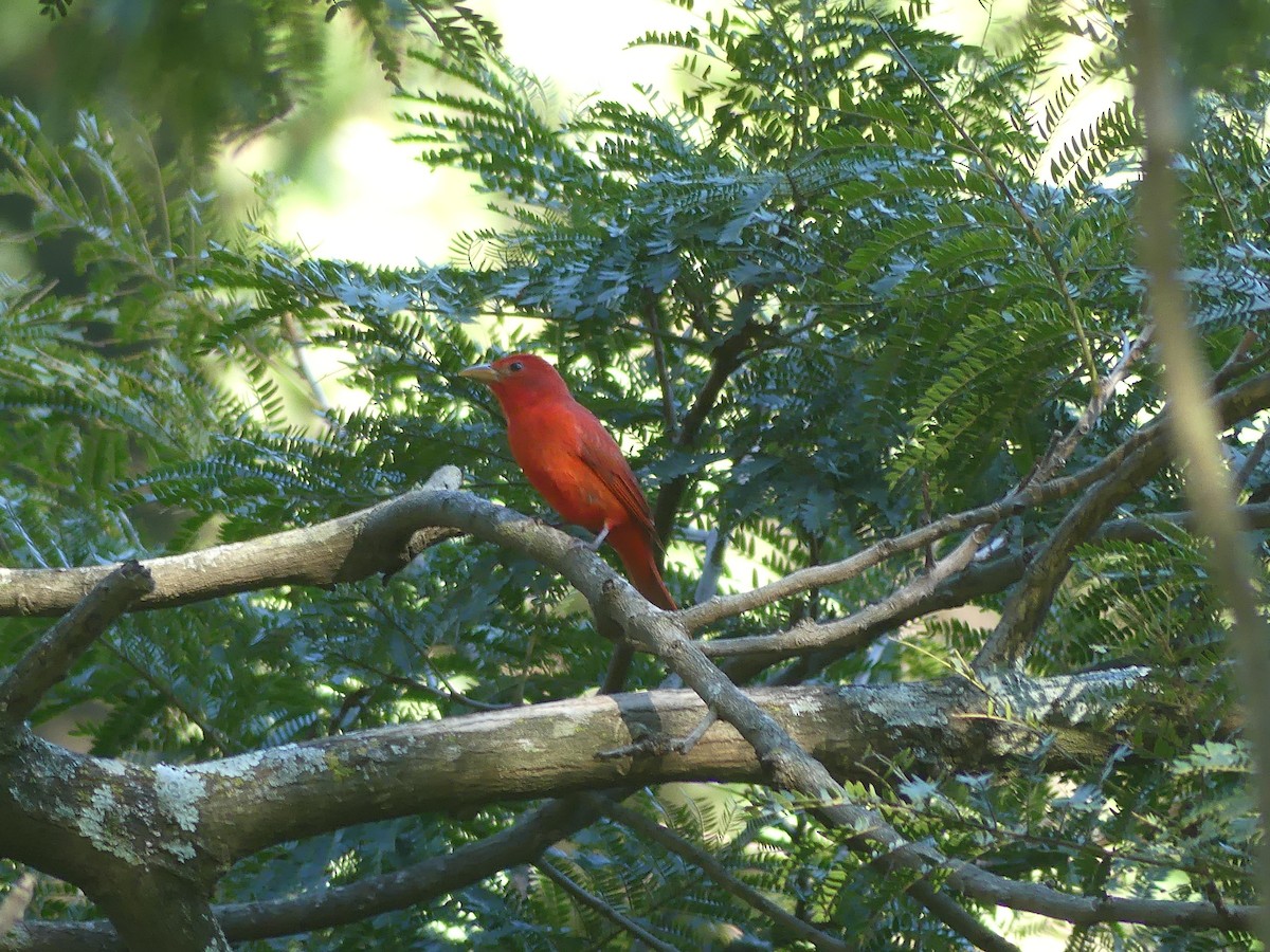 Summer Tanager - ML646487779