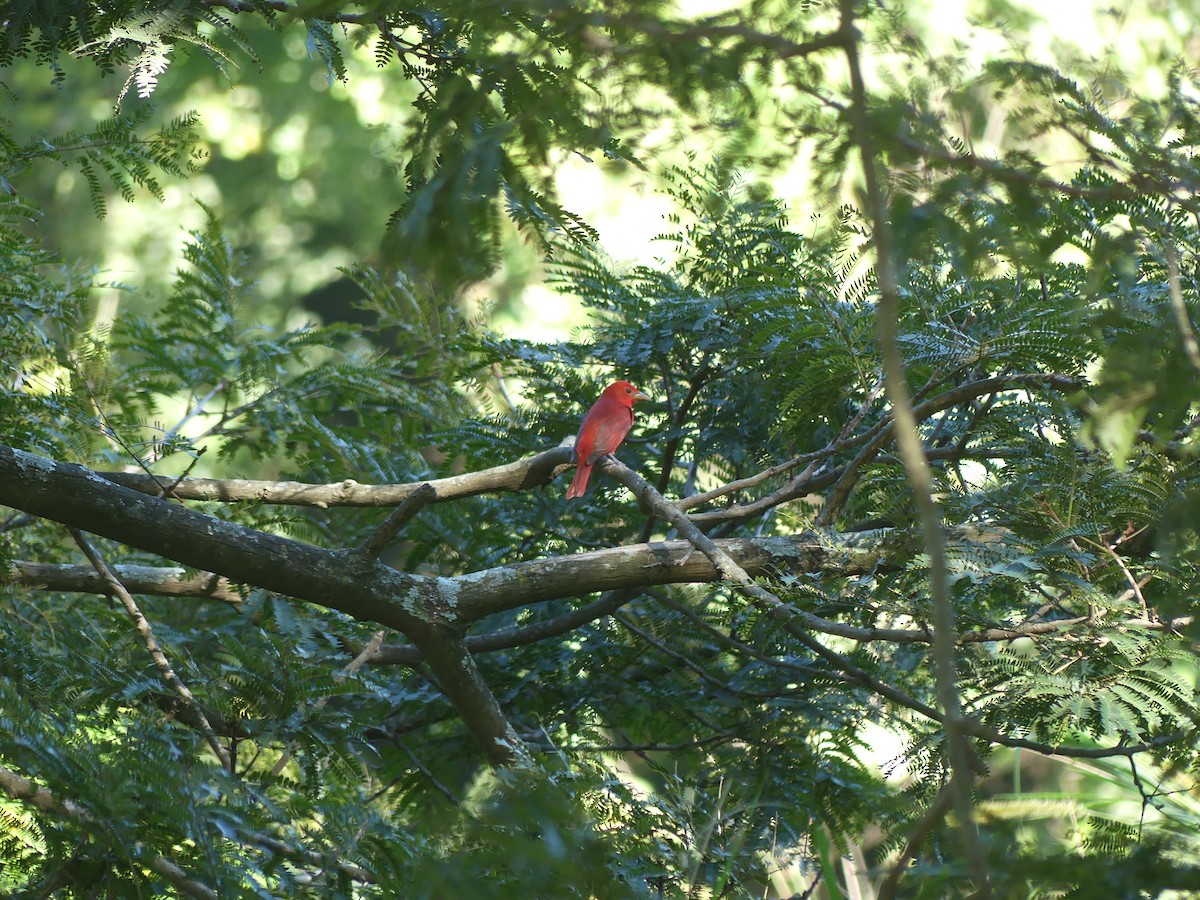 Summer Tanager - ML646487780