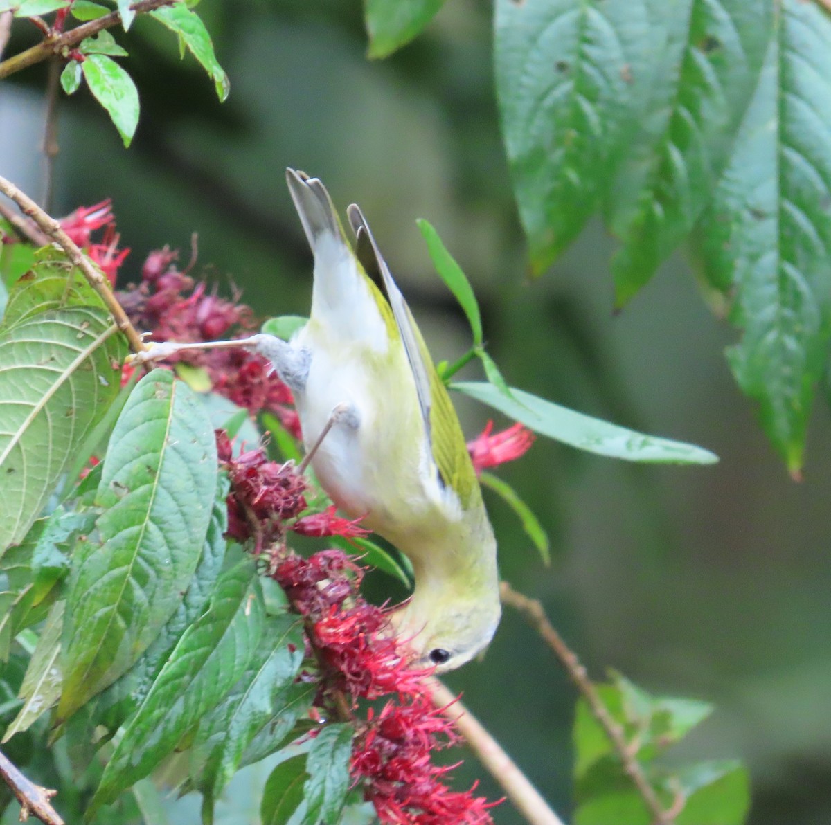 Червоїд світлобровий - ML646487786