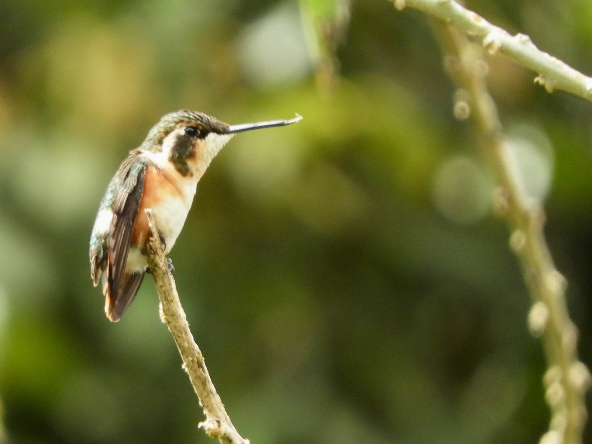 Ak Göbekli Ormanyıldızı - ML646487787