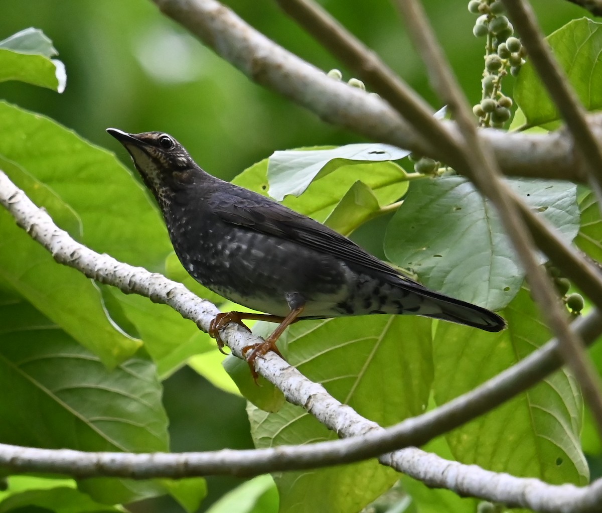 Квічаль сибірський - ML646487788