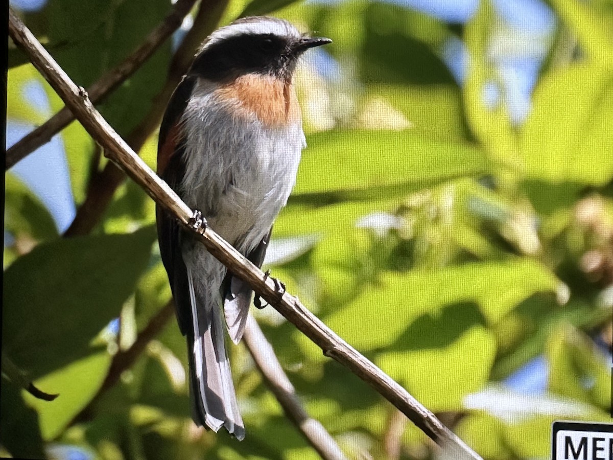 Rufous-breasted Chat-Tyrant - ML646487790