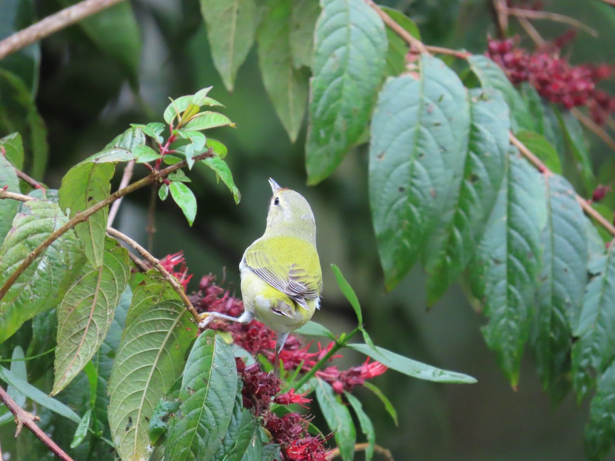 Червоїд світлобровий - ML646487791