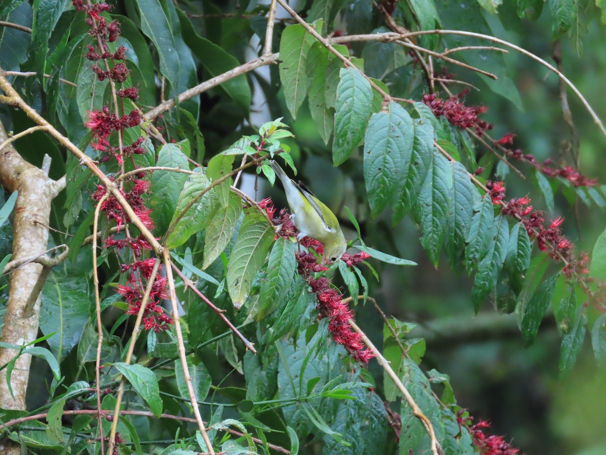 Червоїд світлобровий - ML646487793
