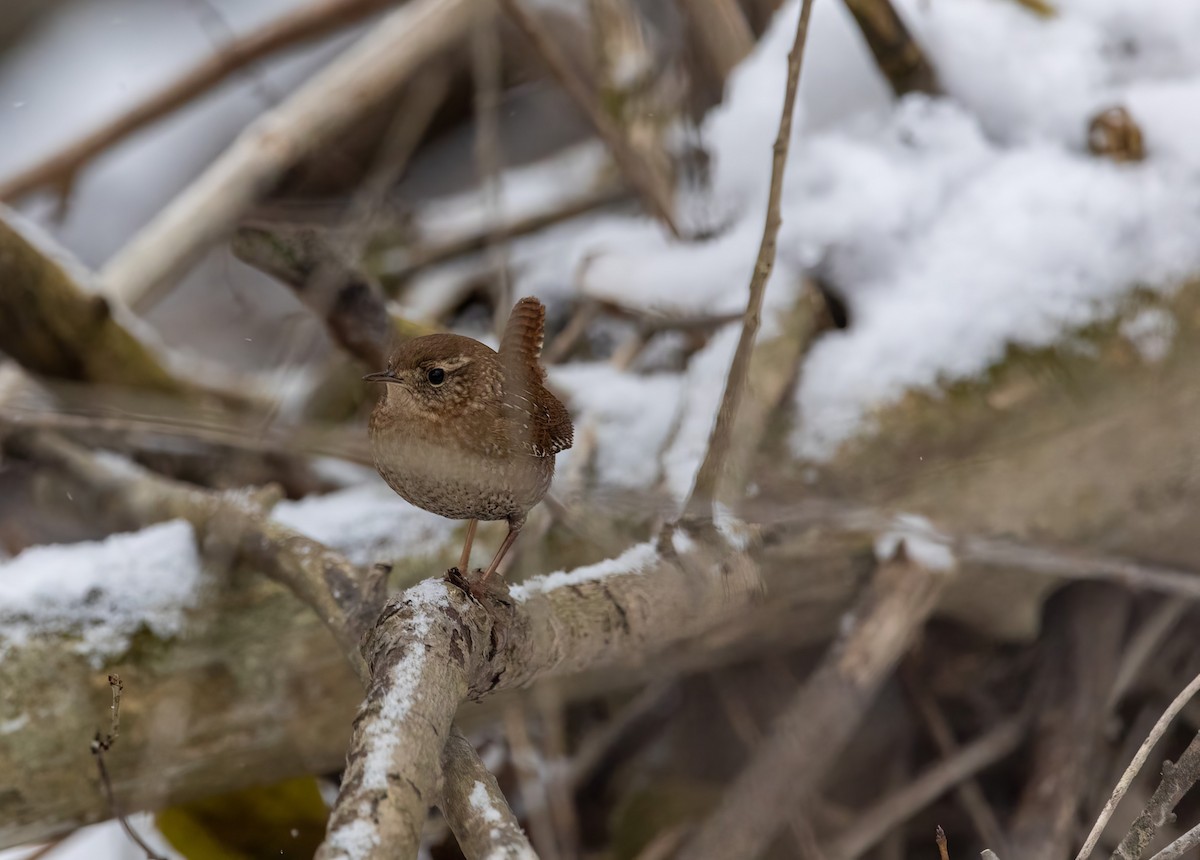 Winter Wren - ML646487795