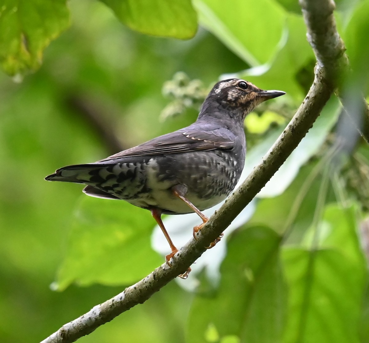 Квічаль сибірський - ML646487796