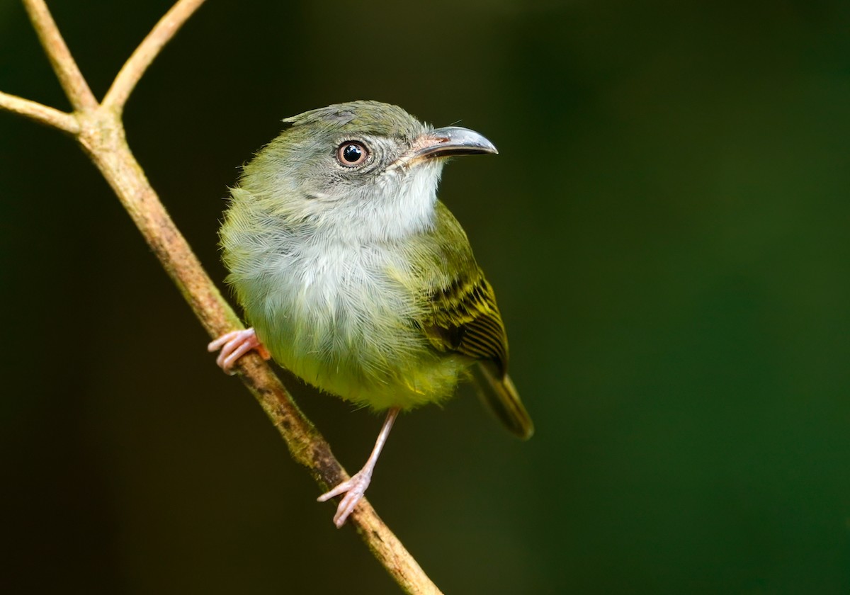 Northern Bentbill - ML646487797