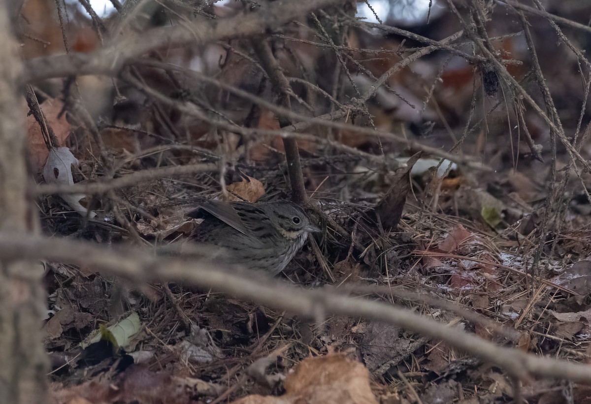 Lincoln's Sparrow - ML646487804