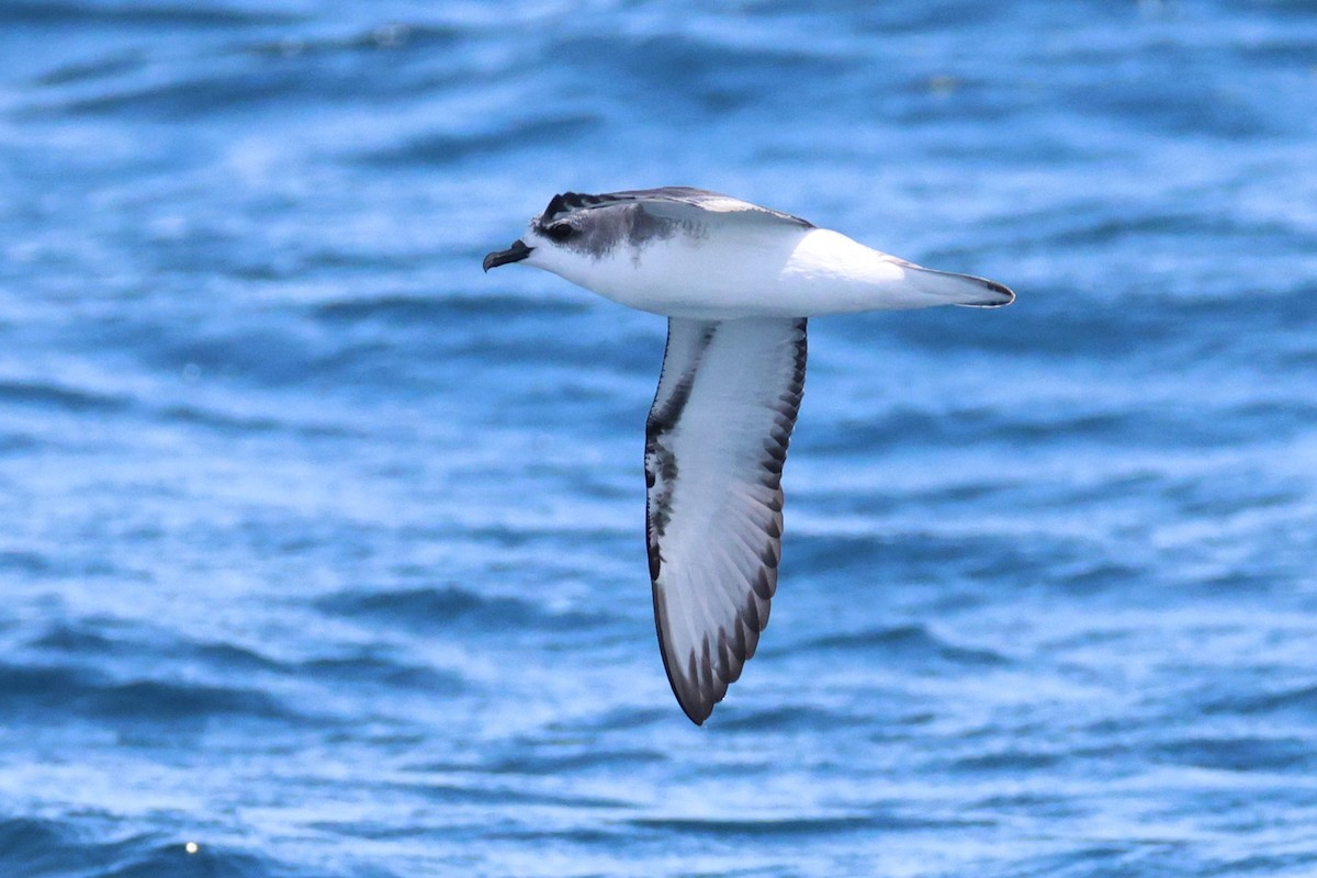 Cook's Petrel - ML646487805