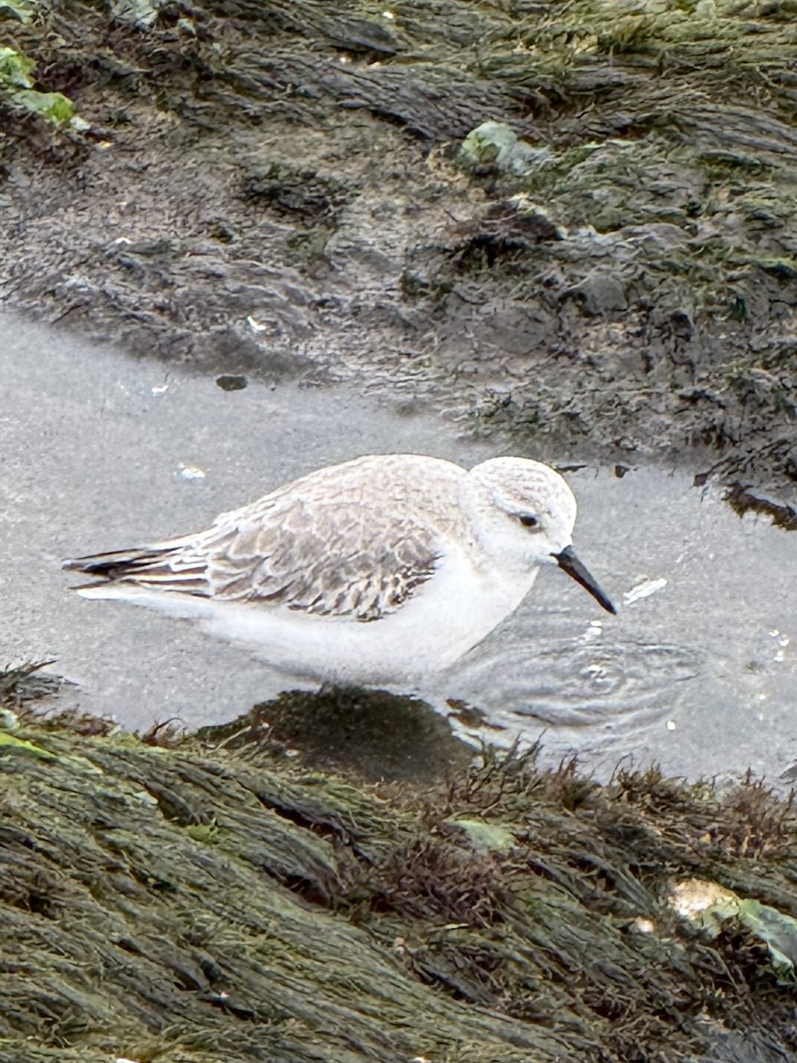 Txirri zuria - ML646487806