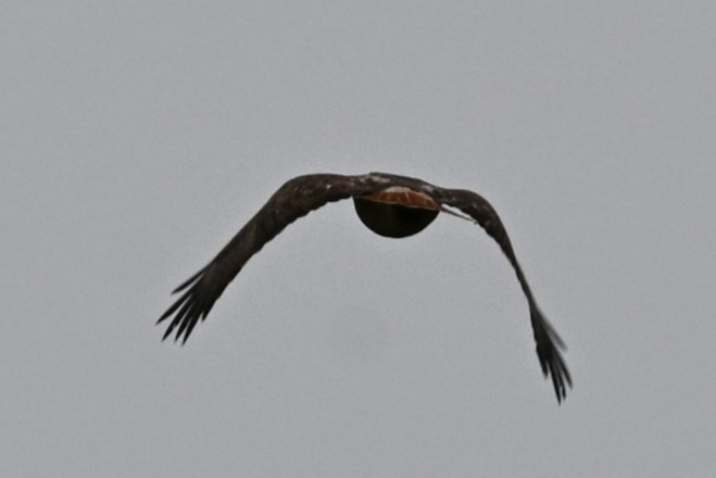 Red-tailed Hawk - ML646487810