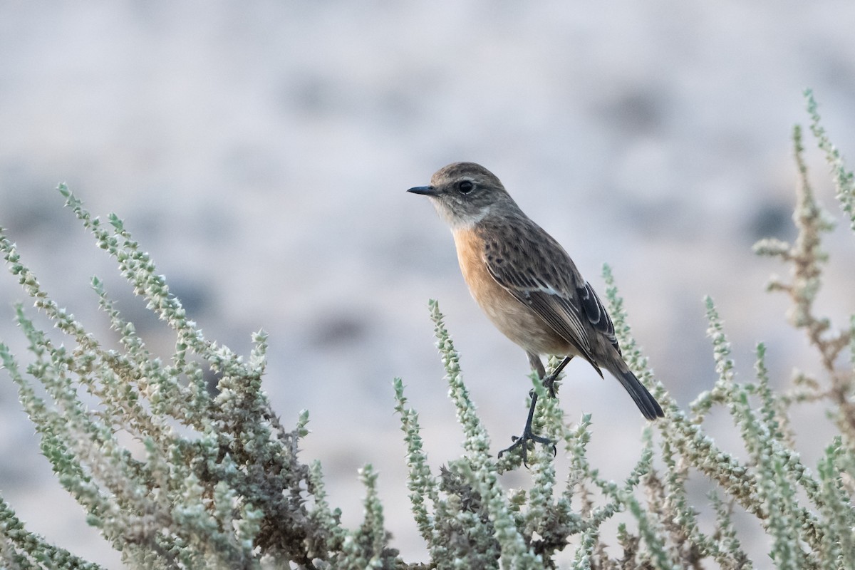 European Stonechat - ML646487811