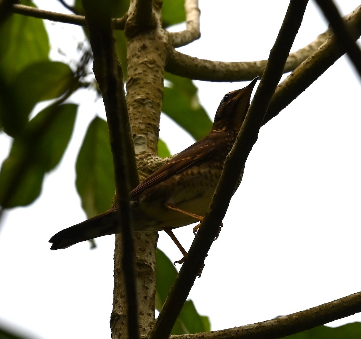 Квічаль сибірський - ML646487812