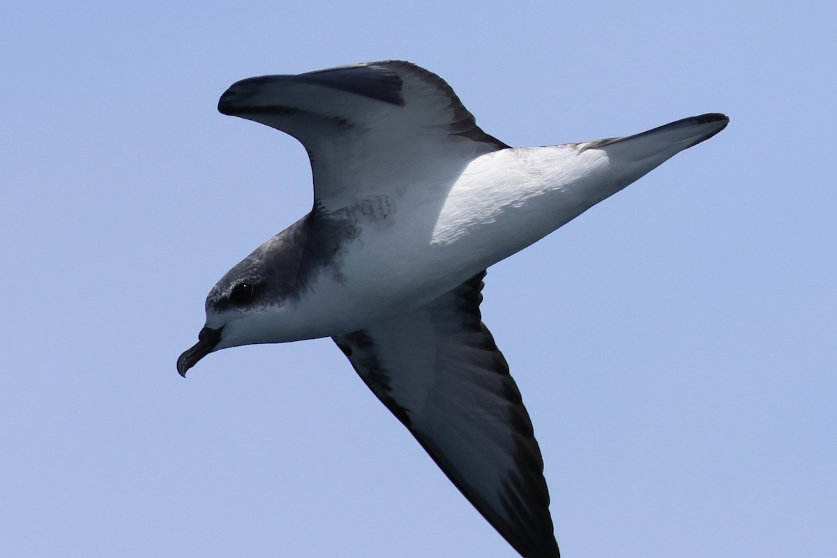 Cook's Petrel - ML646487813