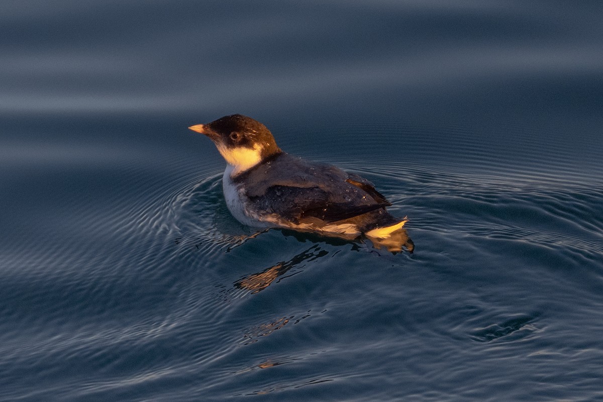 Pottorrotxo arrunta - ML646487814