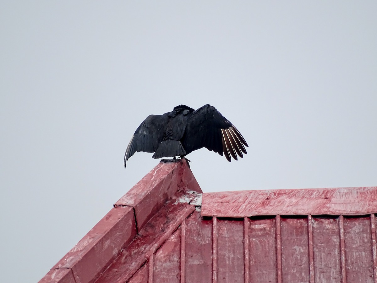 Black Vulture - ML646487815