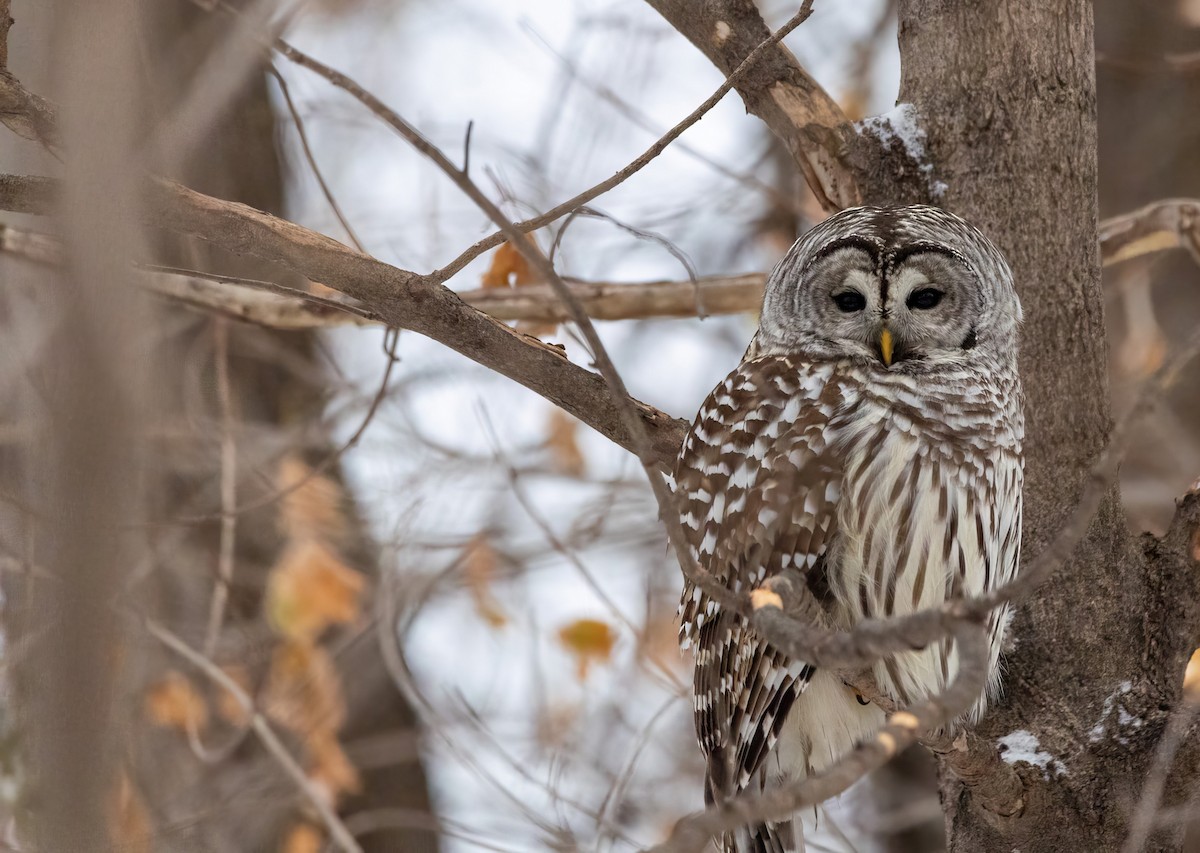 Barred Owl - ML646487816