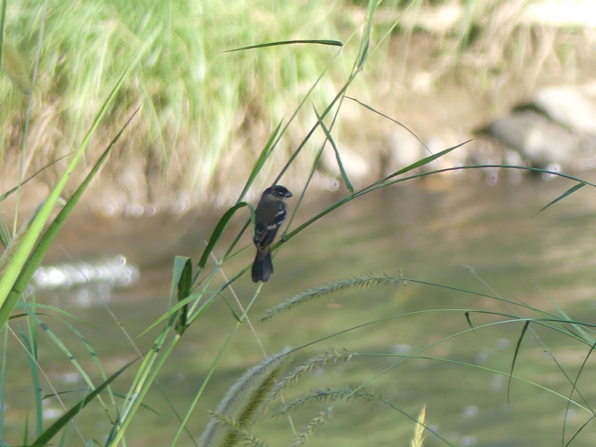 Morelet's Seedeater - ML646487818