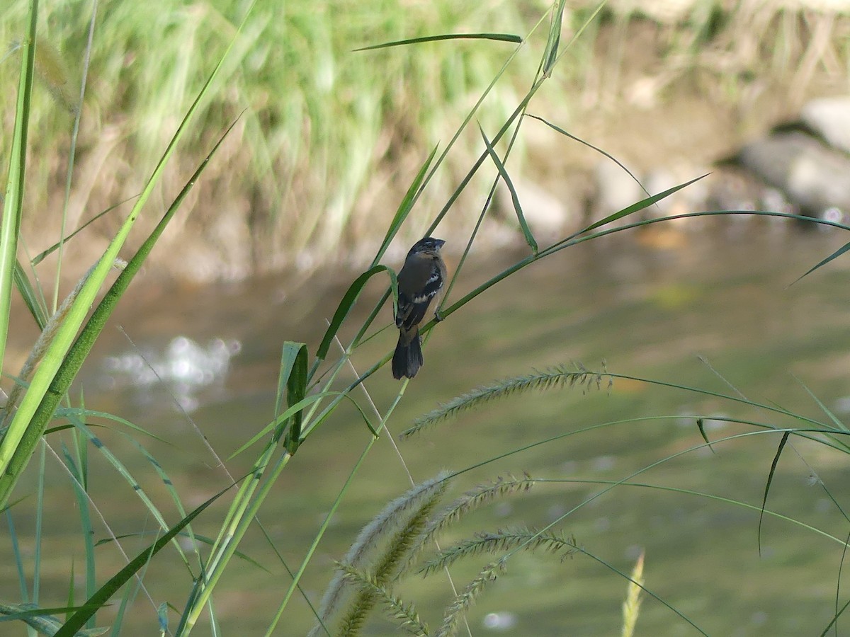 Morelet's Seedeater - ML646487820