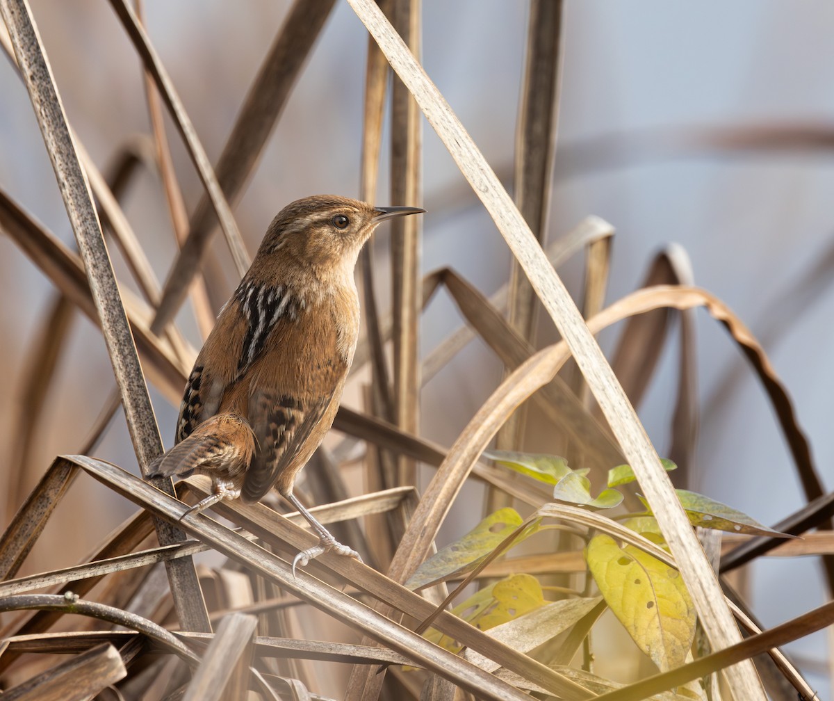 Marsh Wren - ML646487821