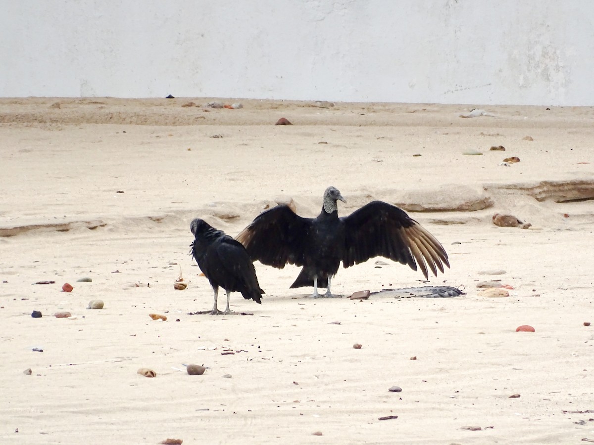 Black Vulture - ML646487823