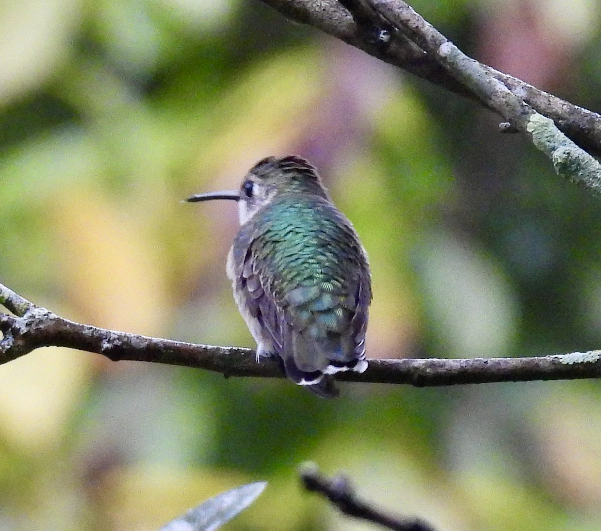 Colibri à gorge rubis - ML646487825