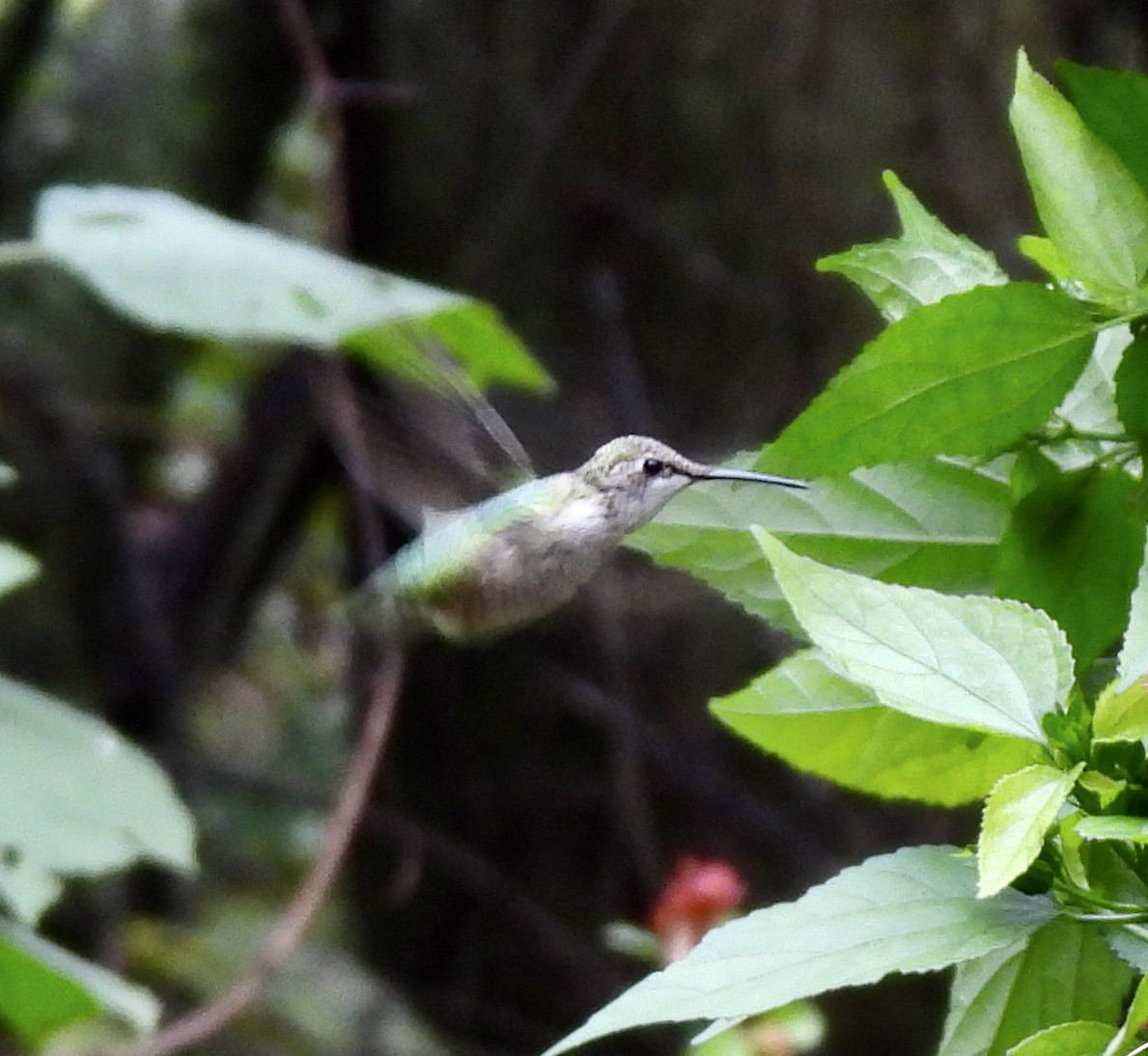 Colibri à gorge rubis - ML646487826