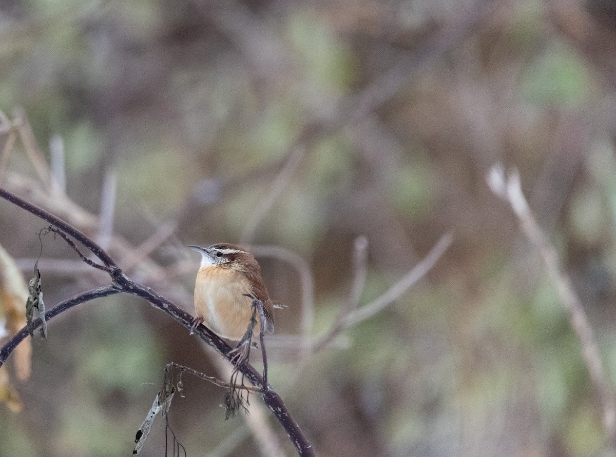Carolina Wren - ML646487827