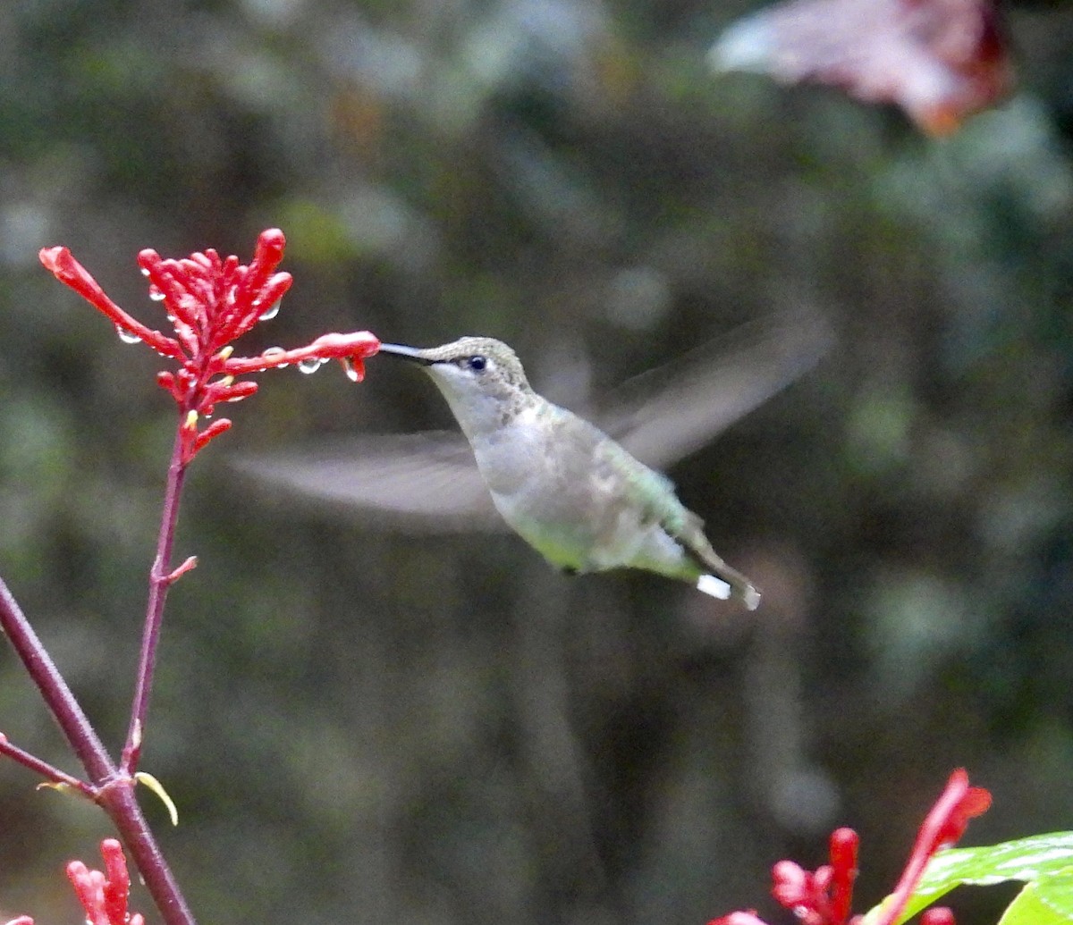 Colibri à gorge rubis - ML646487828