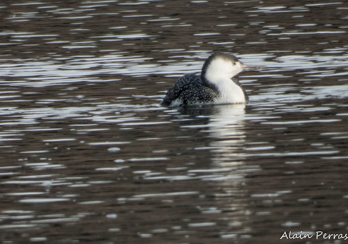 Улаан гүеэт гахууна - ML646487830