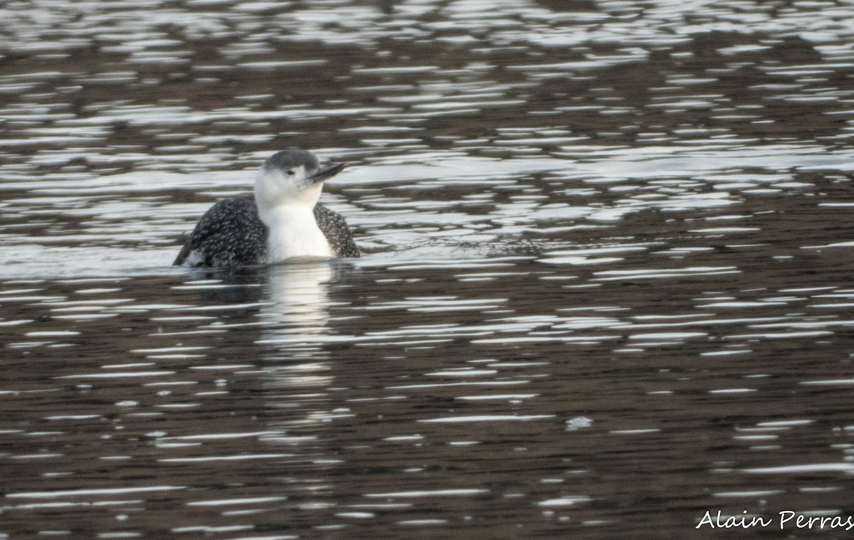 Улаан гүеэт гахууна - ML646487831