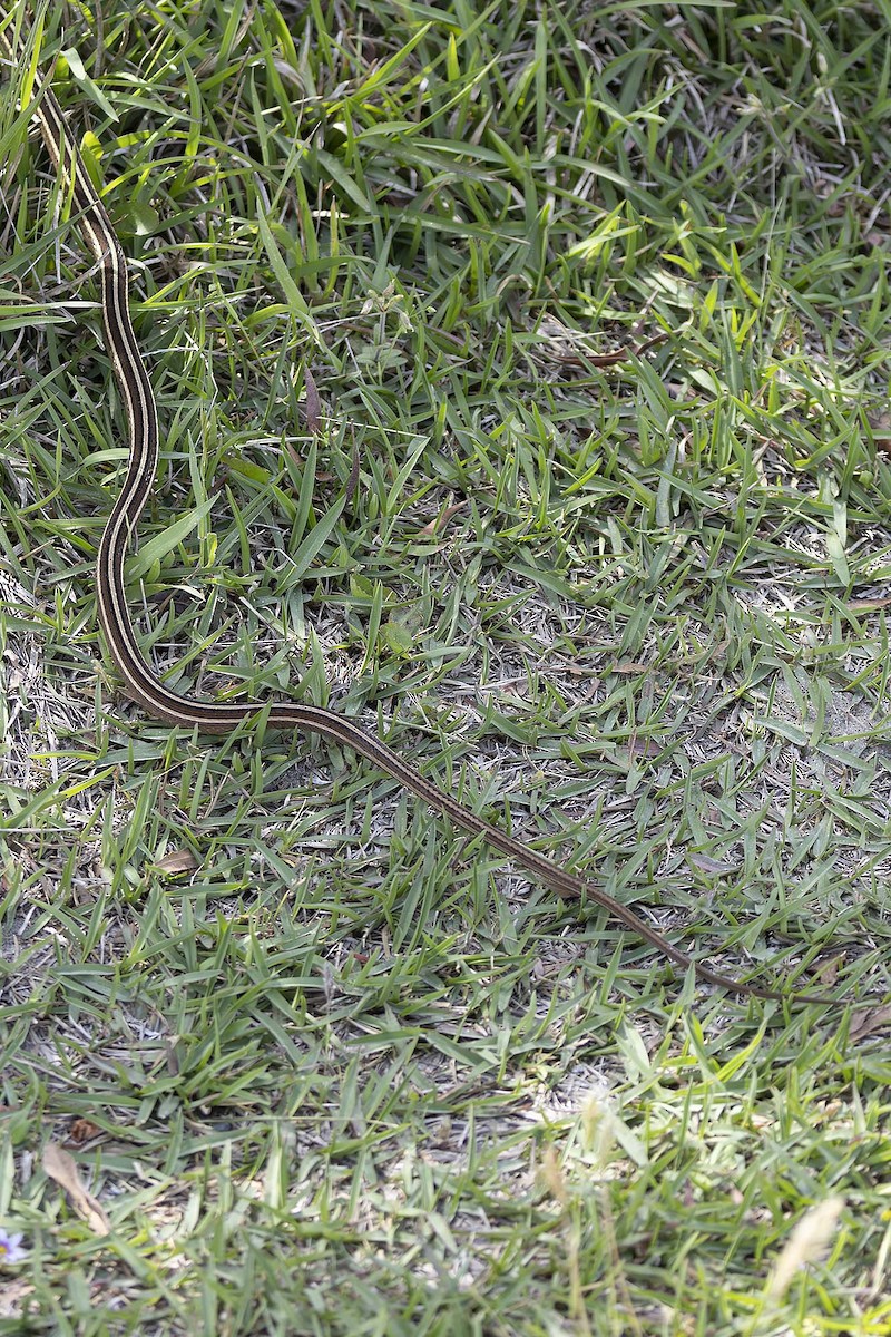 Animals - ML646487834