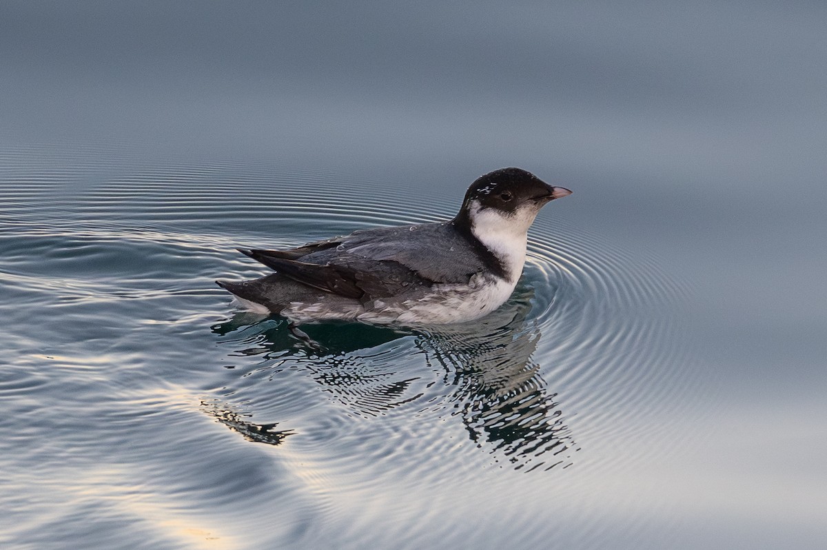 Pottorrotxo arrunta - ML646487836